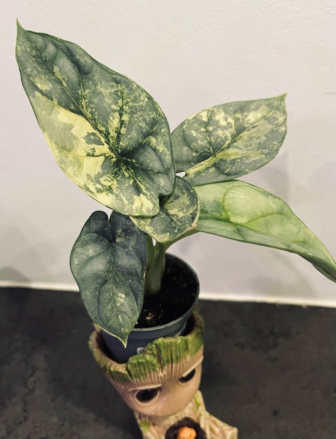 Alocasia silver dragon scale Aurea variegata