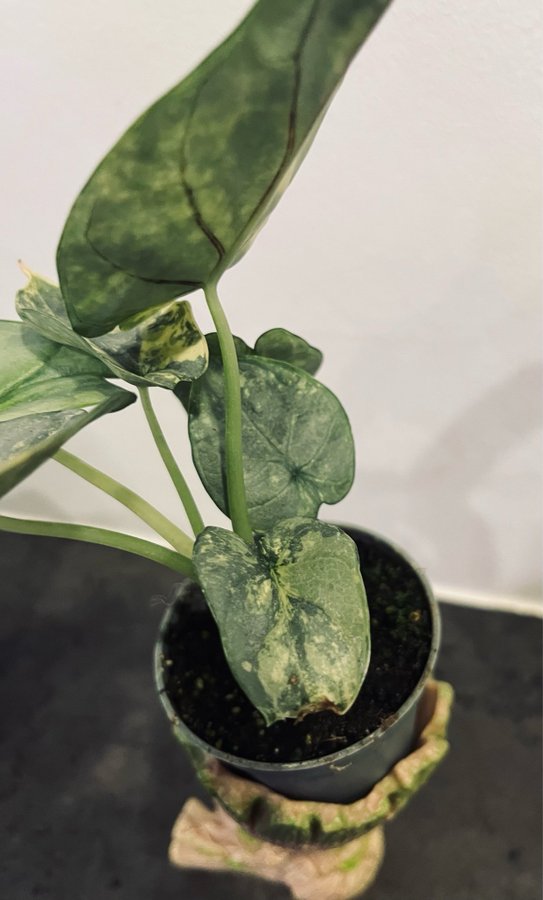 Alocasia silver dragon scale Aurea variegata