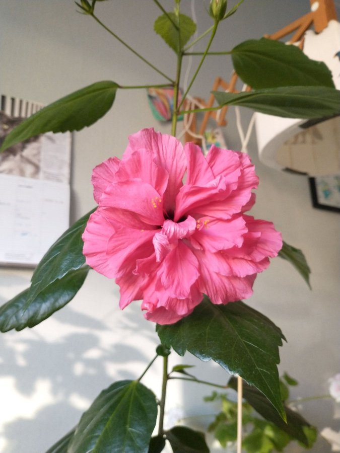 VATTENROTAT skott av dubbel, gammelrosa hibiskus från 1951, ljuvlig!