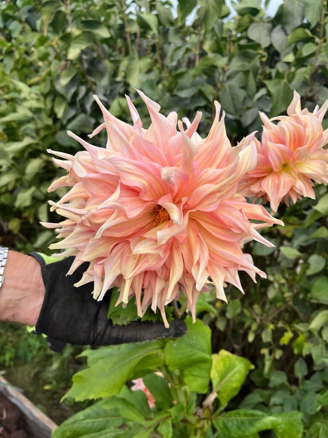 Dahlia knölar Caffe Latte