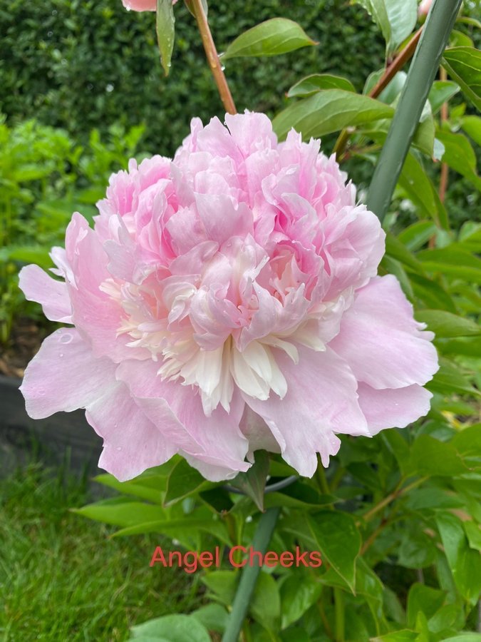 Pion Paeonia Angel Cheeks rosa vackra blommor som en bakelse