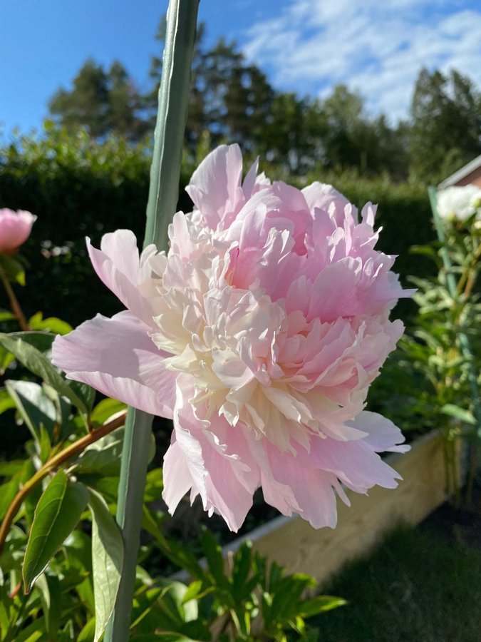 Pion Paeonia Angel Cheeks rosa vackra blommor som en bakelse