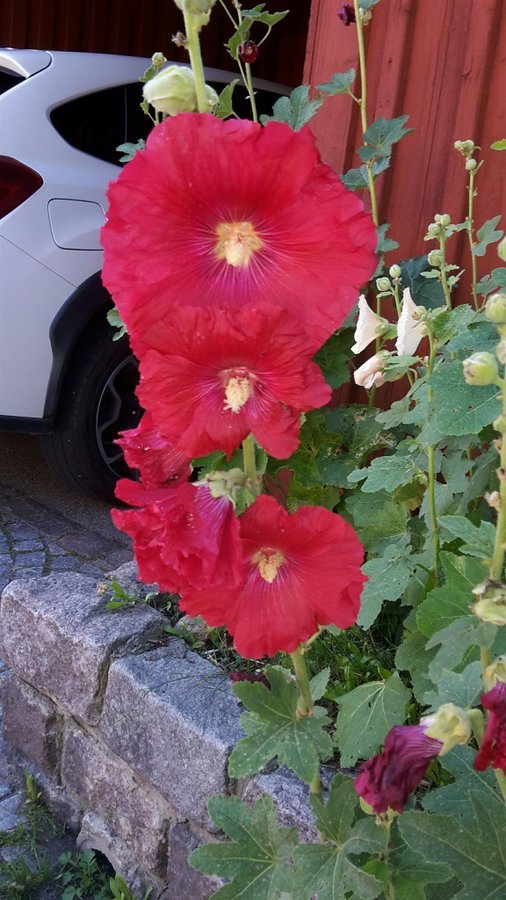 Mörkröd gammal sort av stockros