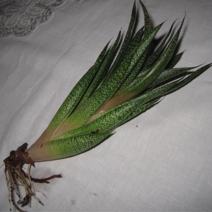 GASTERIA - suckulent - 1 st rotad stickling