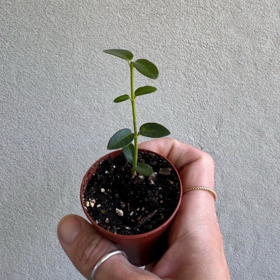 Hoya Cumingiana / buskporslinsblomma rotad stickling