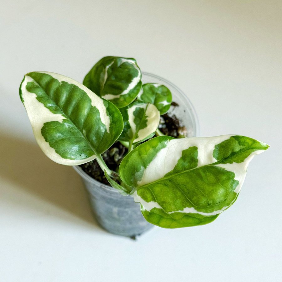 Epipremnum " NJOY / N'JOY " Liten planta (Gullranka, Pothos)