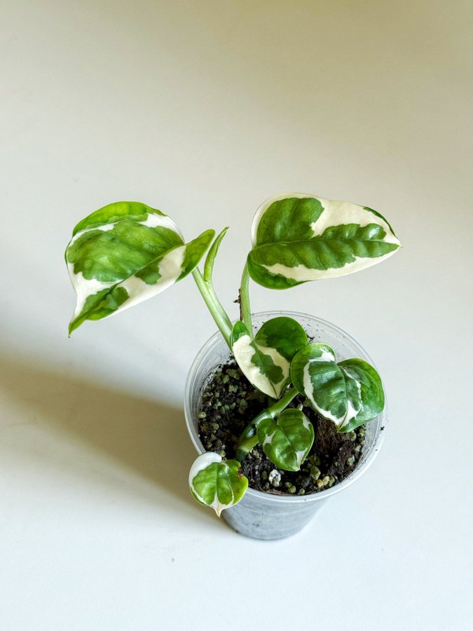 Epipremnum " NJOY / N'JOY " Liten planta (Gullranka, Pothos)