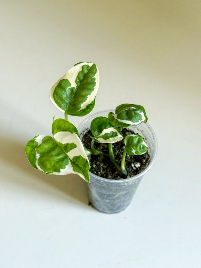 Epipremnum " NJOY / N'JOY " Liten planta (Gullranka, Pothos)