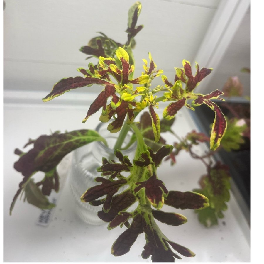 Palettblad/coleus stickling, NEW HURRICANE