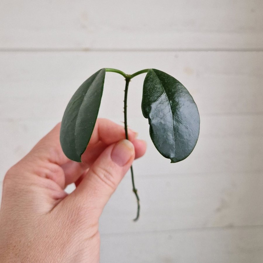 Hoya carnosa "porslinsblomma" stickling