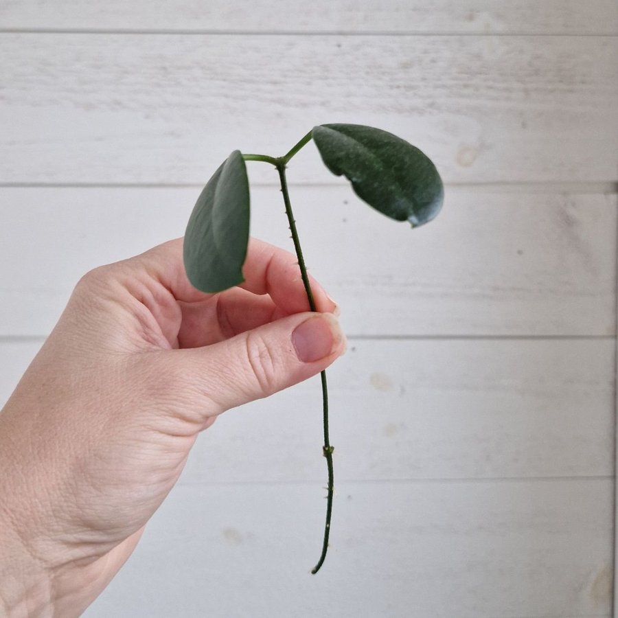 Hoya carnosa "porslinsblomma" stickling