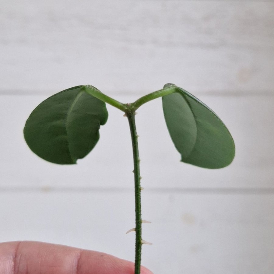 Hoya carnosa "porslinsblomma" stickling