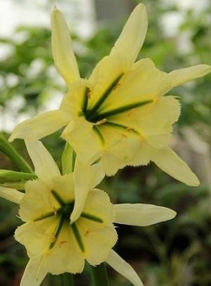 Hymenocallis 'Sulphur Queen' - Spindellilja - LÖK