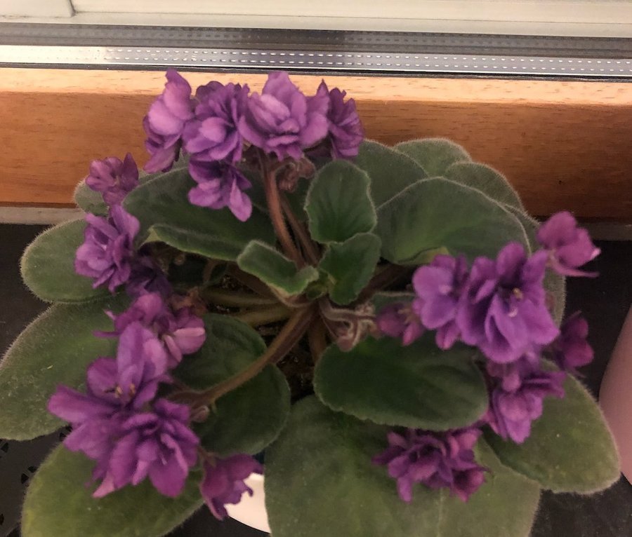 Purple African Violet Saintpaulia leaves