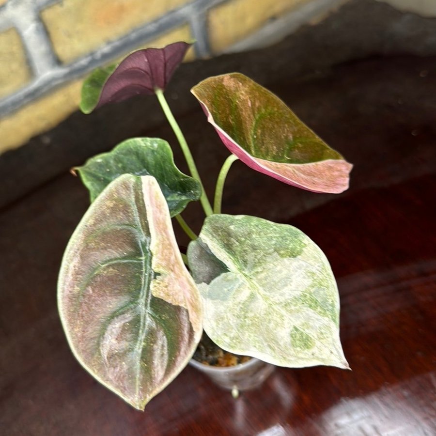 Alocasia Cupera Pink Variegata