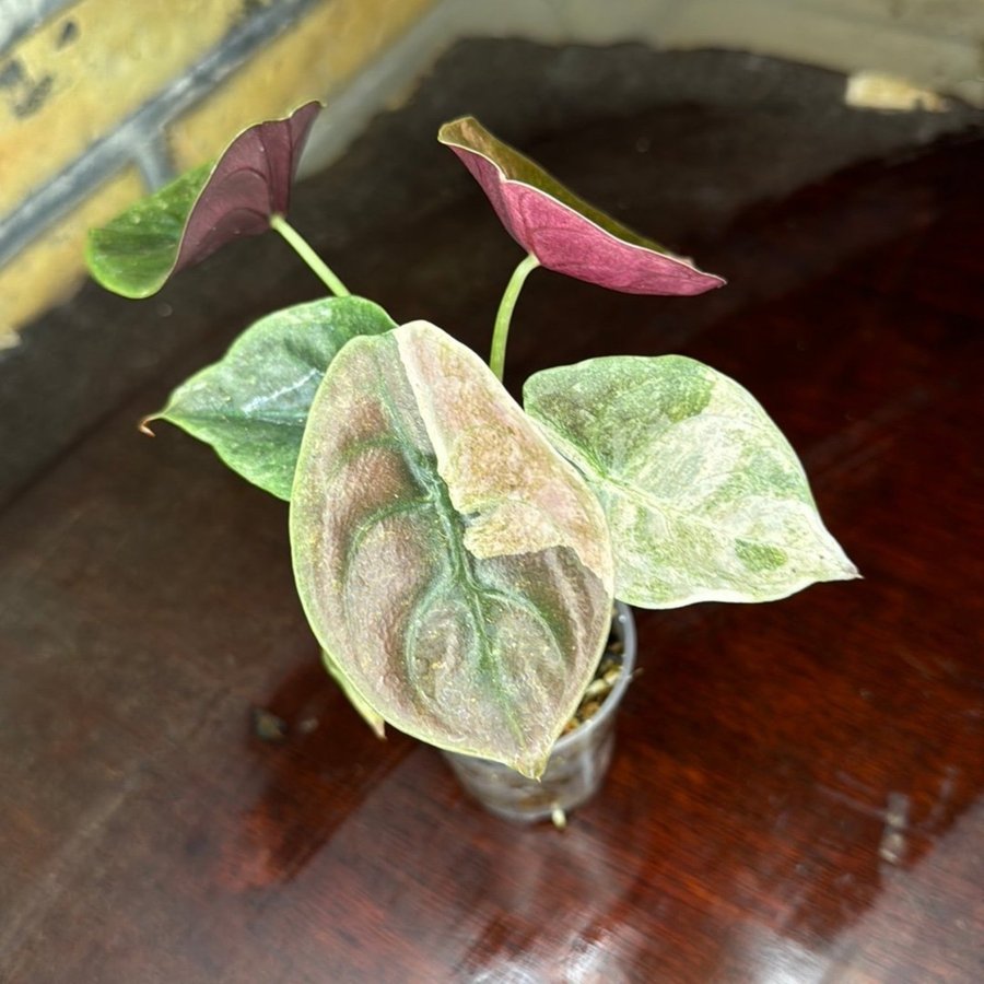 Alocasia Cupera Pink Variegata