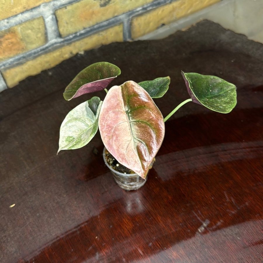 Alocasia Cupera Pink Variegata