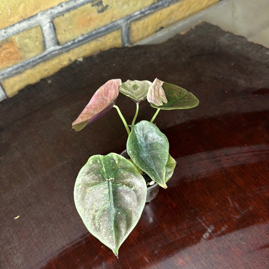 Alocasia Cupera Pink Variegata