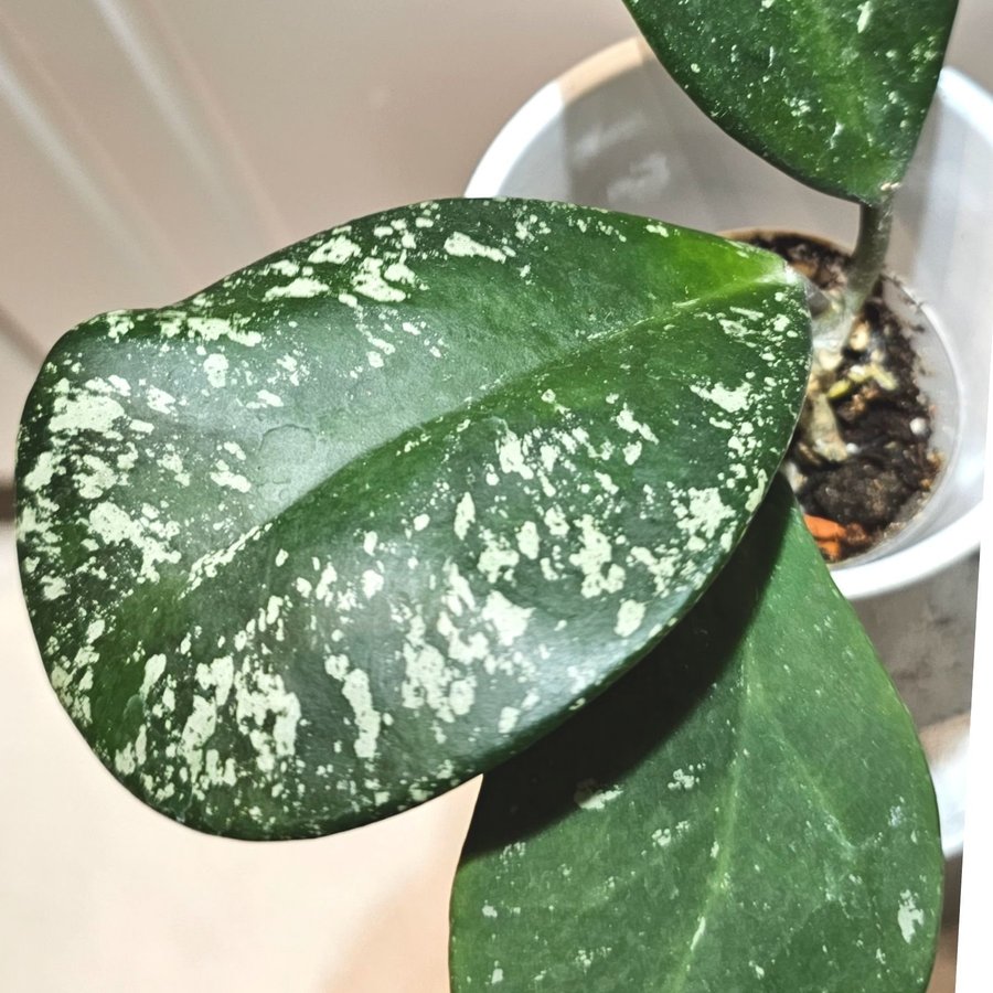 Hoya Obovata splash