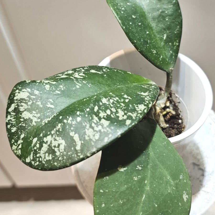 Hoya Obovata splash