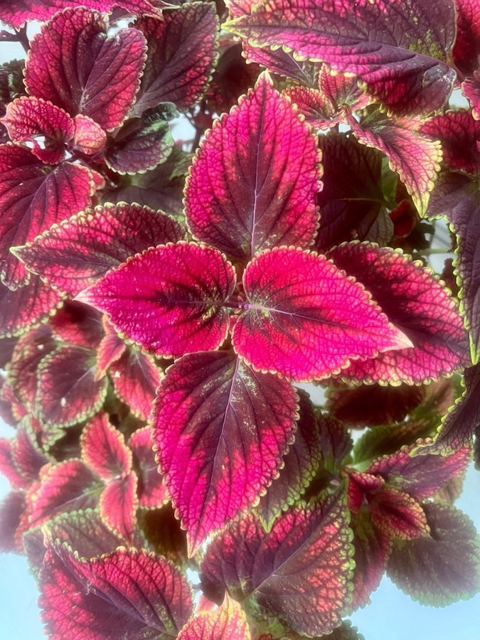 Rotade Sticklingar 3st Palettblad Coleus Havanna