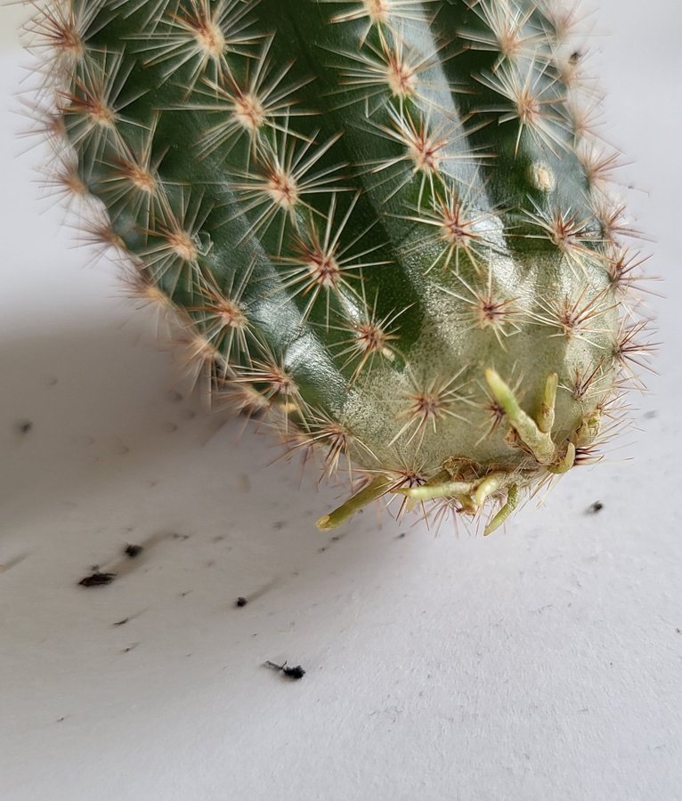 Kaktus Echinocereus sticklingar