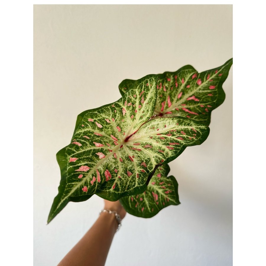 Caladium