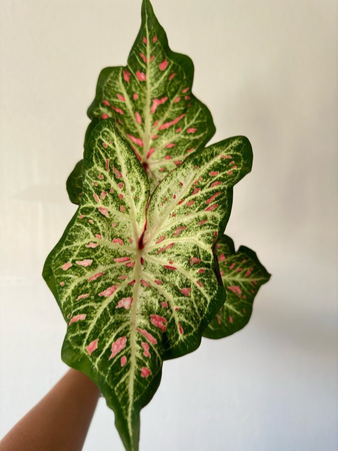 Caladium