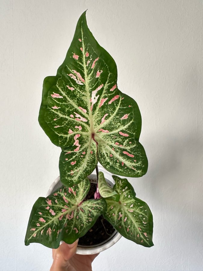 Caladium