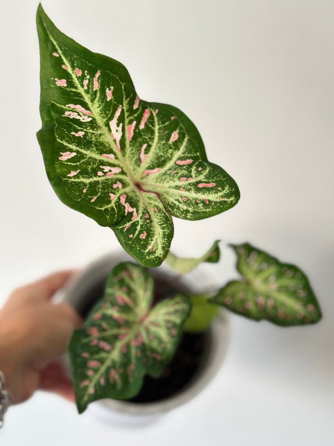 Caladium