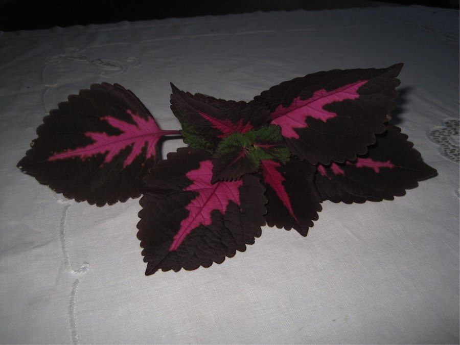 PALETTBLAD China Rose stickling (Coleus scutellarioide)