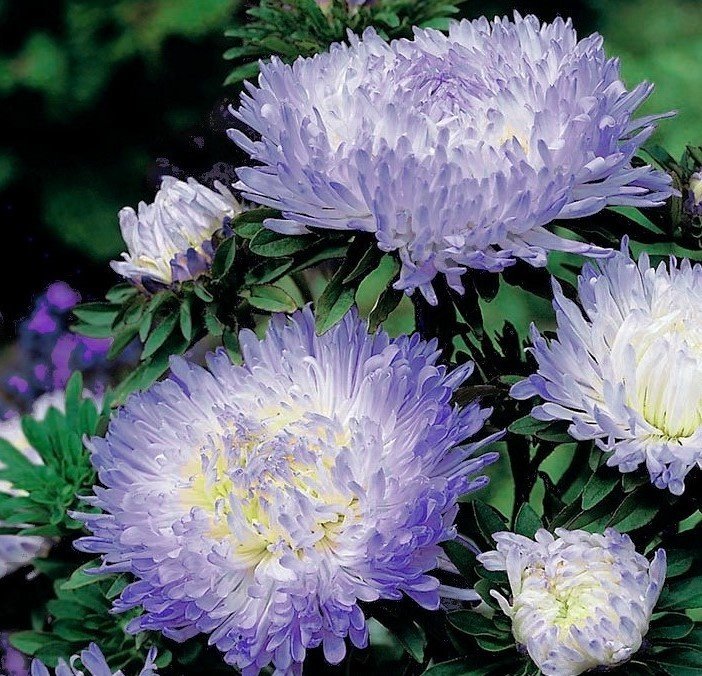 Aster/ Pionaster Mirage, h 45-70 cm, blomtid juli-okt. , minst 50 frön