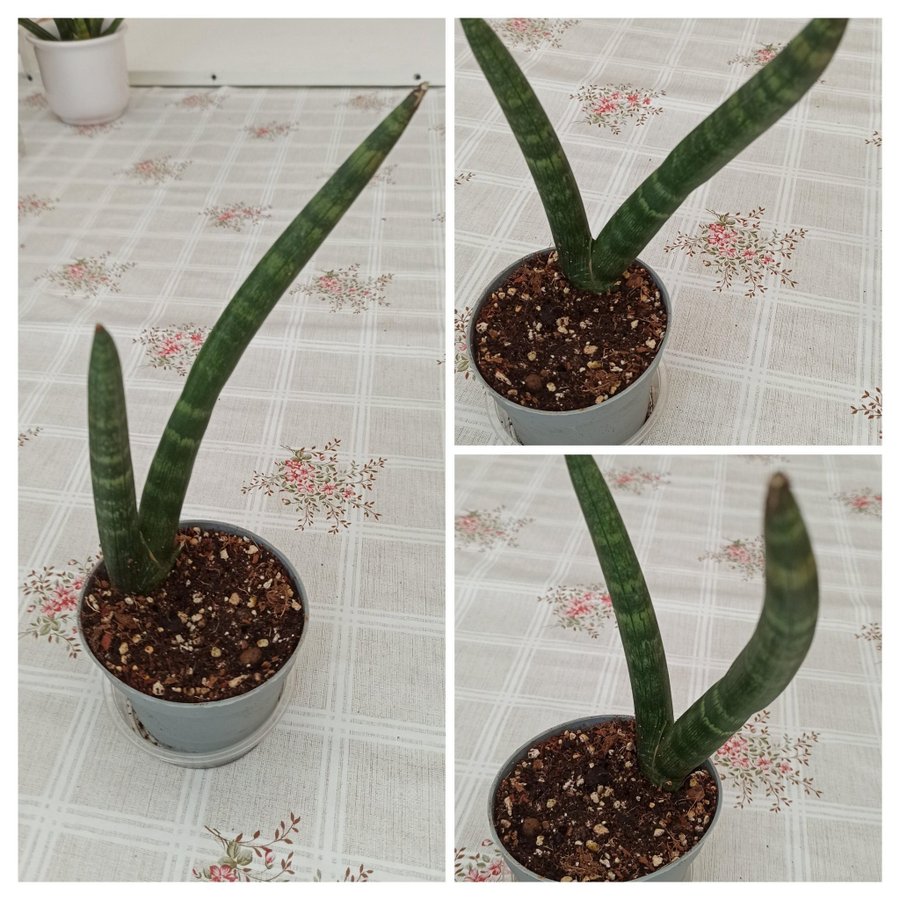 Cylindrical Snake plant