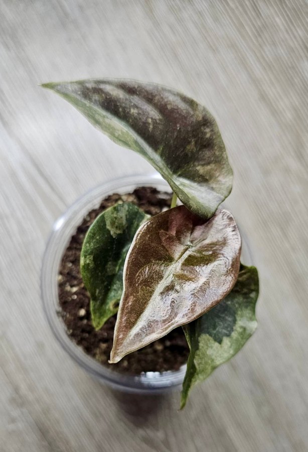 Alocasia Cuprea Variegated