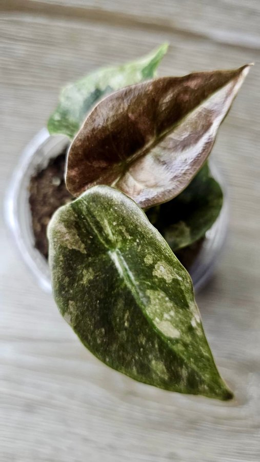 Alocasia Cuprea Variegated