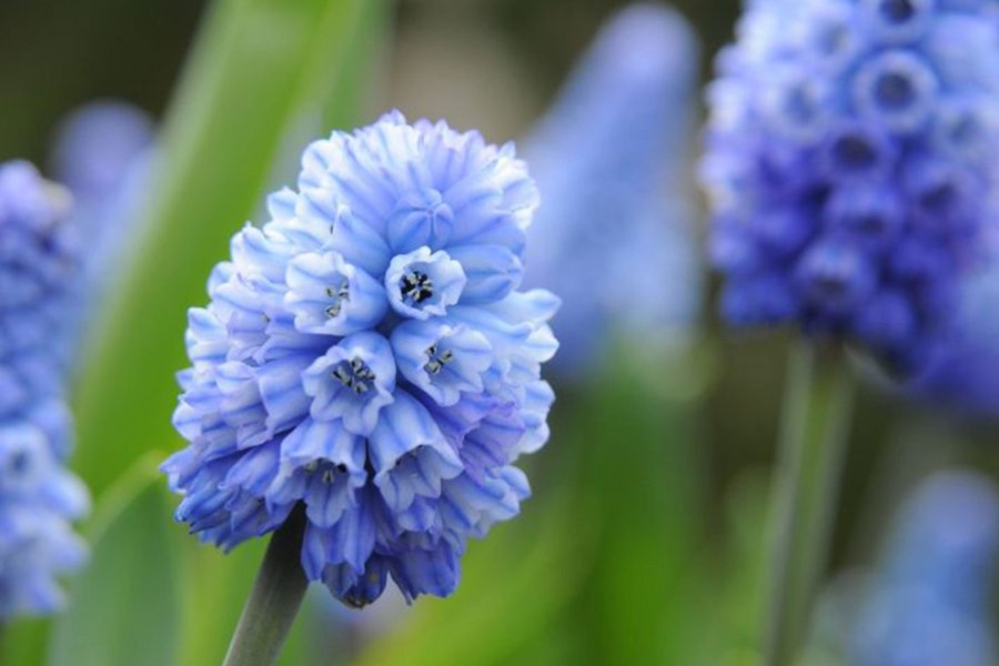 Dvärghyacint Muscari azureum 5 lökar