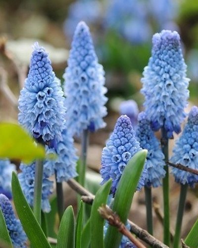 Dvärghyacint Muscari azureum 5 lökar