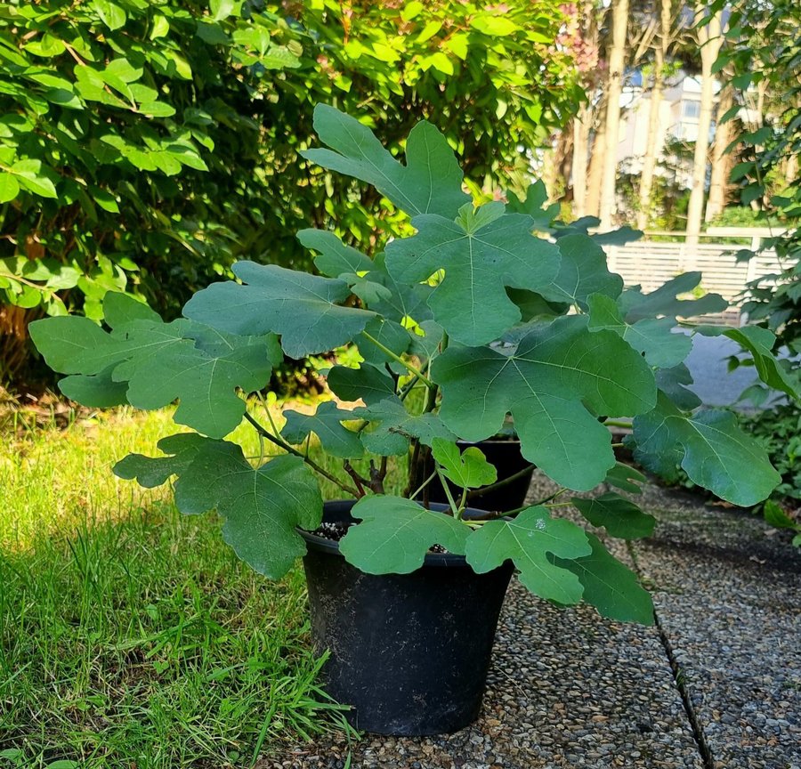 Fikon planta Bornholm ca 40 cm 1 år gammal