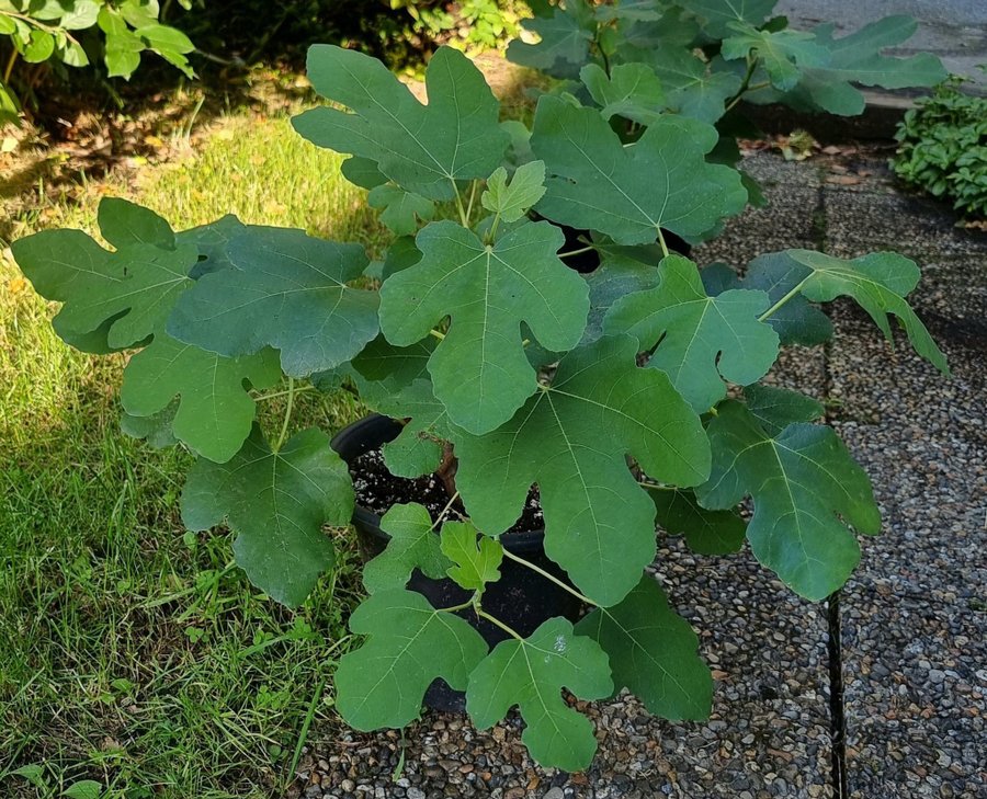 Fikon planta Bornholm ca 40 cm 1 år gammal