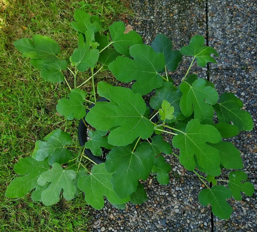 Fikon planta Bornholm ca 40 cm 1 år gammal