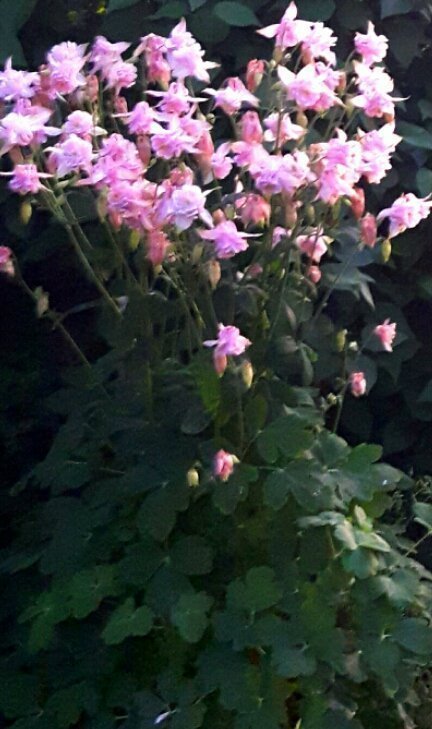 Fröså nu. Påse Frö Akleja Rosa Perenn