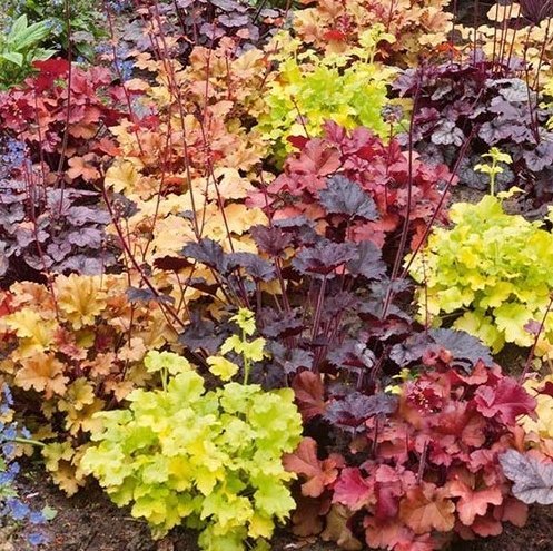 Alunrot Heuchera MIX, (21sorter), flerårig, vacker bladväxt, h 40 cm, 50-100 frö