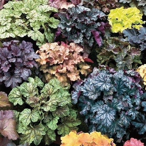 Alunrot Heuchera MIX, (21sorter), flerårig, vacker bladväxt, h 40 cm, 50-100 frö