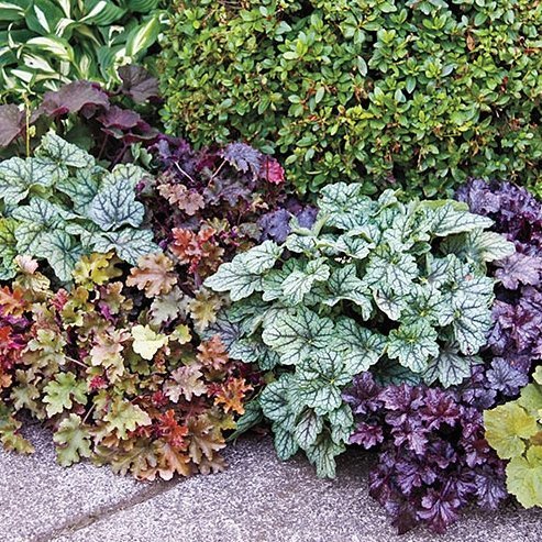 Alunrot Heuchera MIX, (21sorter), flerårig, vacker bladväxt, h 40 cm, 50-100 frö