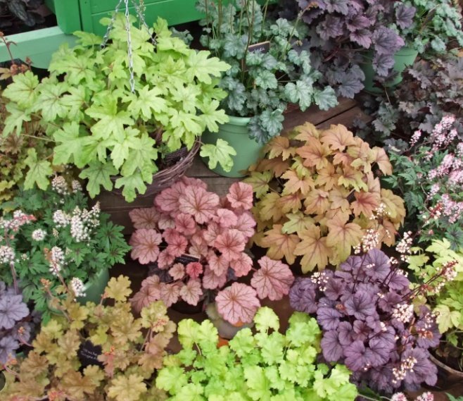 Alunrot Heuchera MIX, (21sorter), flerårig, vacker bladväxt, h 40 cm, 50-100 frö