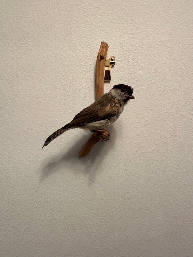 Svarthätta uppstoppad taxidermi