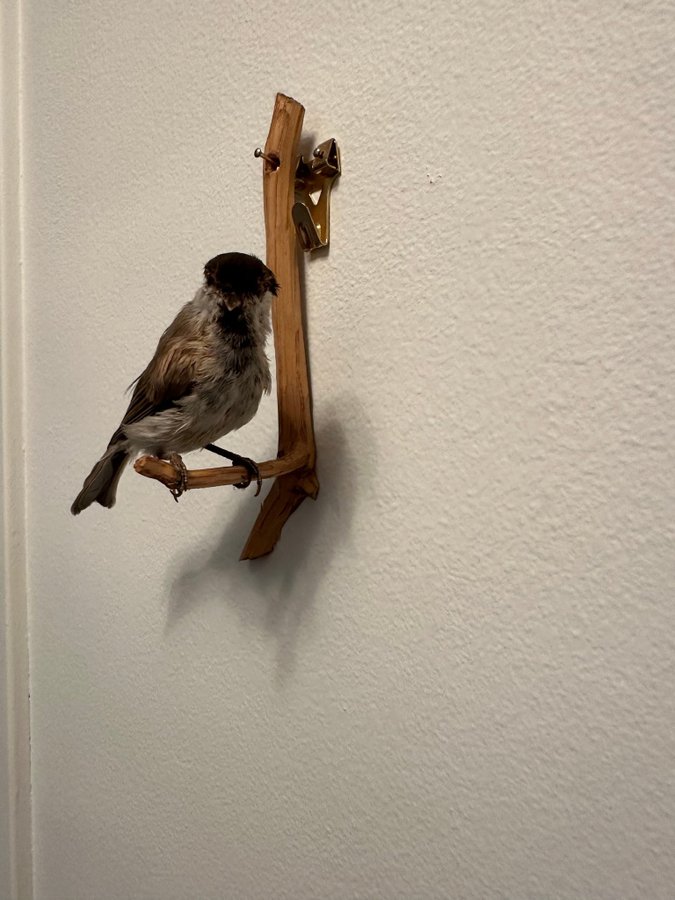 Svarthätta uppstoppad taxidermi