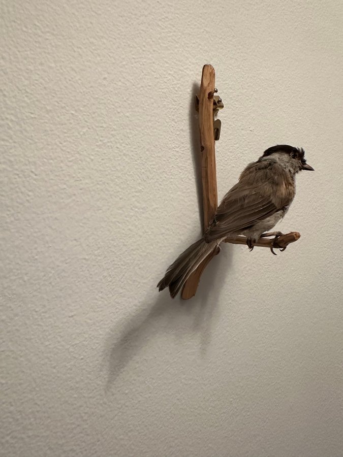 Svarthätta uppstoppad taxidermi