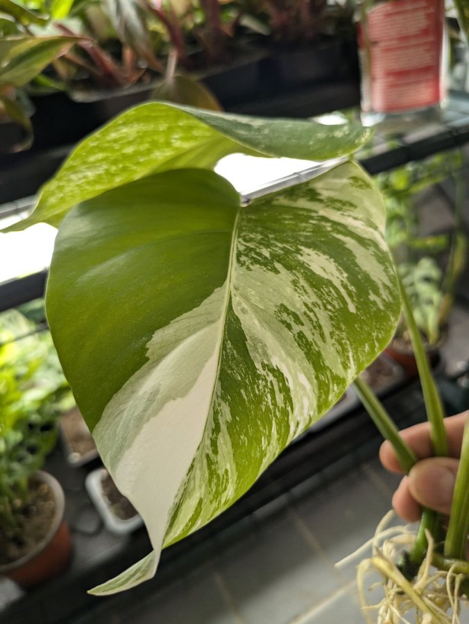 2 st Monstera Deliciosa Albo variegata