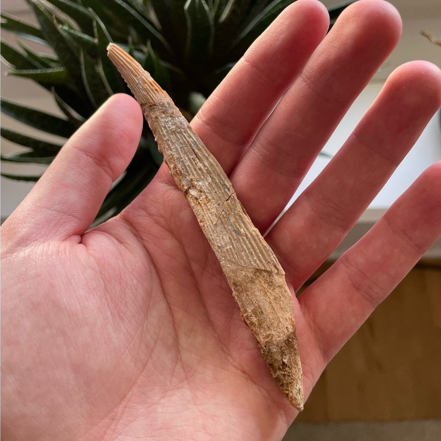 3st Hybodus Dorsal Spine (hajfossil)